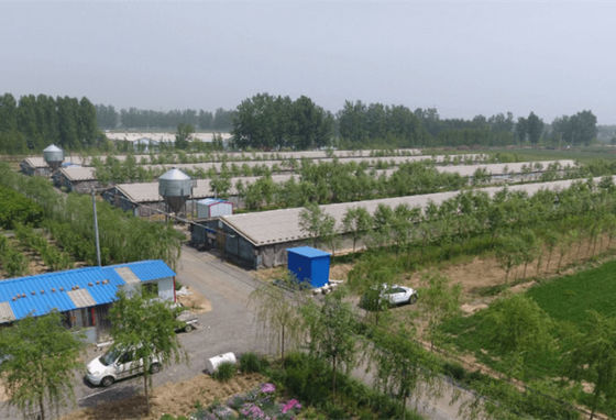 Trang trại kết cấu thép mạ kẽm Chuồng gà khung thép chống gió