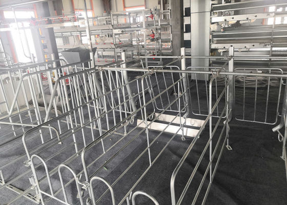 Chế tạo kết cấu thép Prefab Nhà lợn công nghiệp mạ kẽm