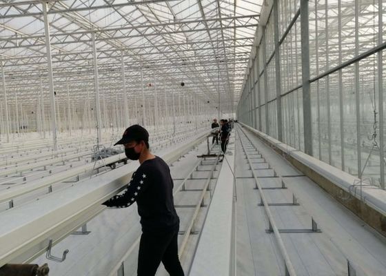Daman Venlo Glass Nhà kính Trồng hàng loạt cà chua Mạ kẽm nhúng nóng