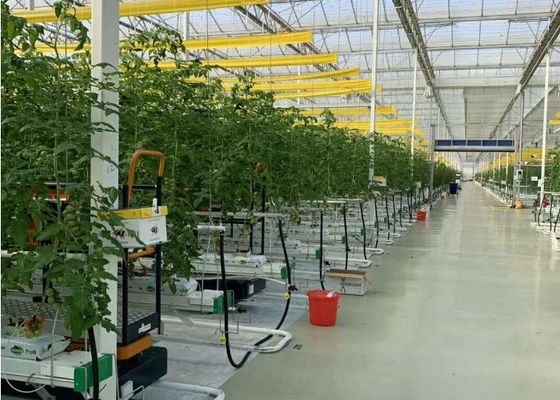 Daman Venlo Glass Nhà kính Trồng hàng loạt cà chua Mạ kẽm nhúng nóng