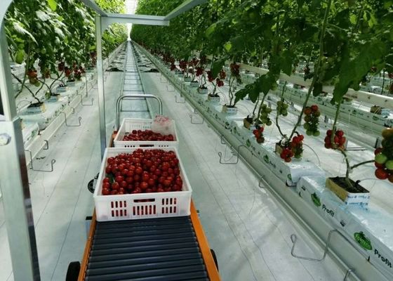 Daman Venlo Glass Nhà kính Trồng hàng loạt cà chua Mạ kẽm nhúng nóng