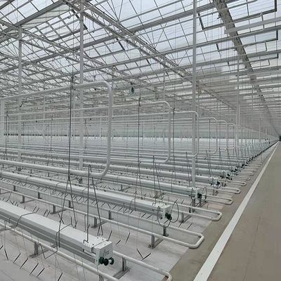 Thí nghiệm dạy trồng cà chua trong nhà kính kính