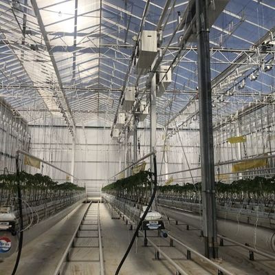 Thí nghiệm dạy trồng cà chua trong nhà kính kính