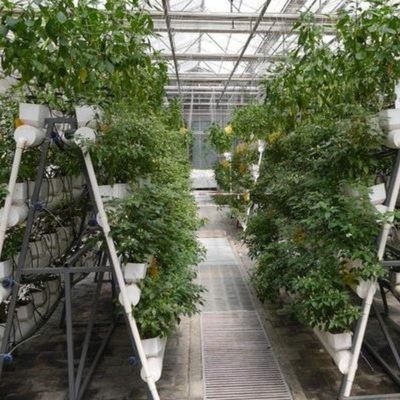 Thí nghiệm dạy trồng cà chua trong nhà kính kính