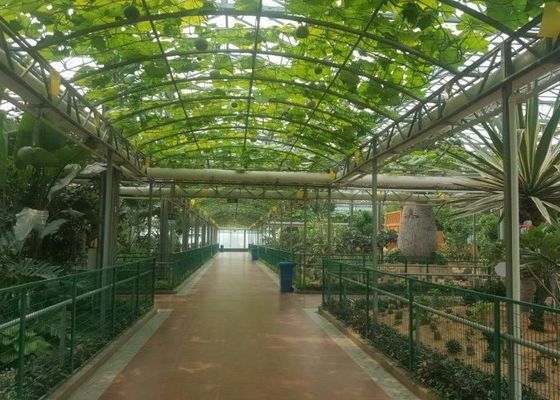 Thương mại ống mạ kẽm nhà kính kính Venlo cao cấp