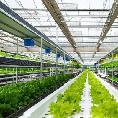 Trồng rau Văn hóa không đất Trồng thủy tinh trong nhà kính nhiều lớp