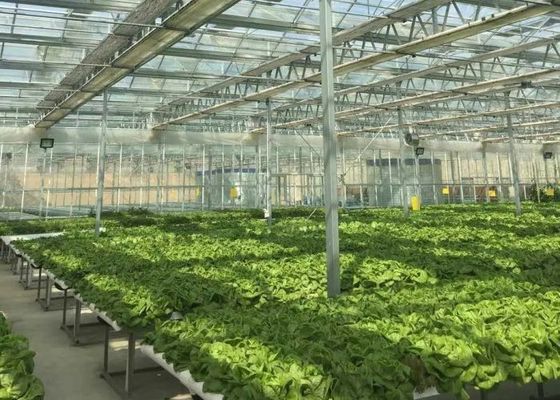 Tham quan Nhà kính kính Venlo Nhà kính bao phủ kính hình dạng tùy chỉnh