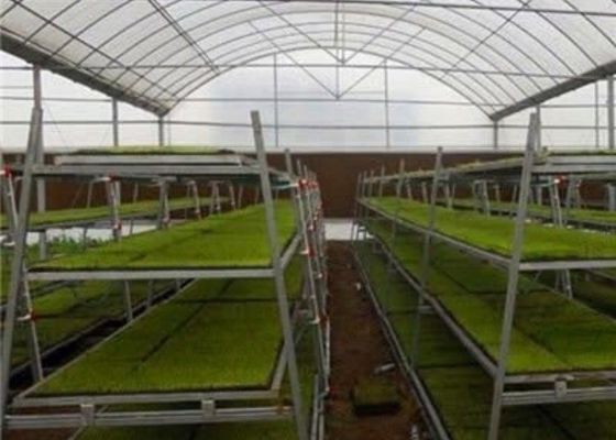 Nhà kính cây giống thủy tinh có hình dạng tùy chỉnh / Chăn nuôi trong vườn ươm / Giường gieo hạt có thể di chuyển