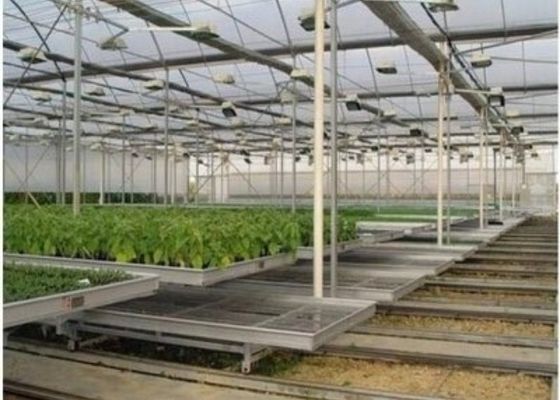 Nhà kính cây giống thủy tinh có hình dạng tùy chỉnh / Chăn nuôi trong vườn ươm / Giường gieo hạt có thể di chuyển