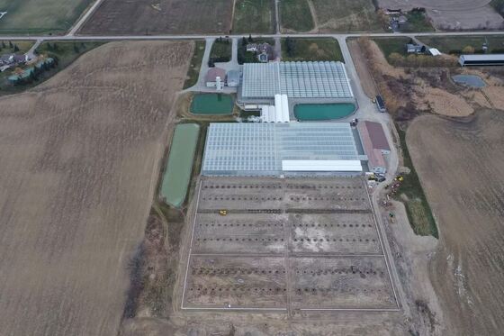 Nhà kính tham quan bằng kính Wenluo - Nhà kính trồng rau quy mô lớn