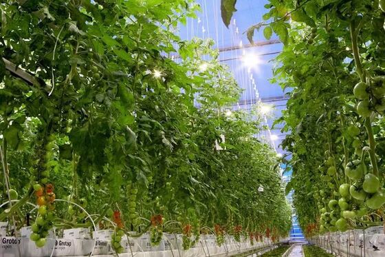 Nhà kính tham quan bằng kính Wenluo - Nhà kính trồng rau quy mô lớn