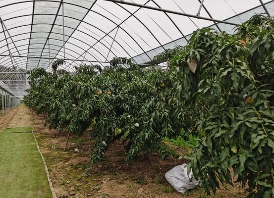 Nhà kính kính du lịch Wenlu - Nhà kính trồng trái cây quy mô lớn