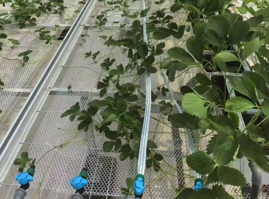 Nhà kính trồng trái cây, nhà kính kính tham quan lớn Woonloos